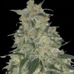 Exclusive Seeds Limon Haze Feminized