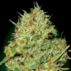 Exclusive Seeds Nemo Feminized