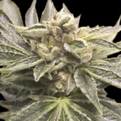 Exclusive Seeds Nicol Haze Feminized