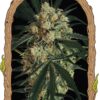 Exotic Seed A.A.A. Autoflowering [Amnesia Haze X (Amnesia Haze X Black Domina Auto F5)] F4