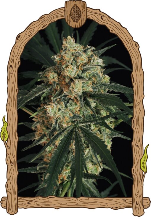 Exotic Seed A.A.A. Autoflowering [Amnesia Haze X (Amnesia Haze X Black Domina Auto F5)] F4