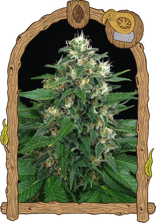 Exotic Seed EXOTIC THAI Feminized (Thai X New York Diesel)