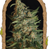 Exotic Seed GREEN GUMMY Feminized (American Indica X P.P. #7)