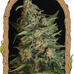 Exotic Seed GREEN GUMMY Feminized (American Indica X P.P. #7)