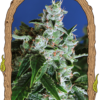 Exotic Seed SIR JACK AUTO Autoflowering (Sir Jack X Skunk Auto) F6