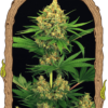 Exotic Seed TANGERINE KUSH Feminized (Kush X (Blueberry X NYCD) F5)