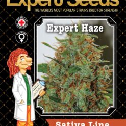 Expert Seeds Expert Haze Feminized (Laos x Super Silver Haze)