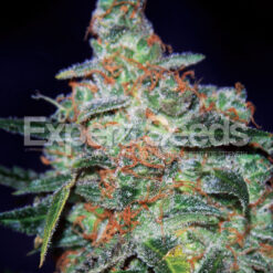 Expert Seeds Cheese Auto Feminized (Cheese x Low Ryder)