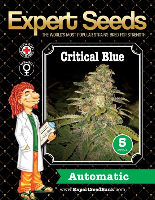 Expert Seeds Critical Blue Auto Feminized (Blueberry Auto x Genetic Critical Auto)