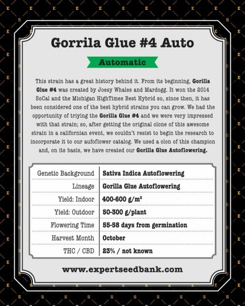 Expert Seeds Expert Gorilla Auto Feminized (Gorilla Glue Autoflowering)