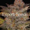 Expert Seeds BLUEBERRY GLUE Auto Feminized (Blueberry x Gorrila Glue #4)