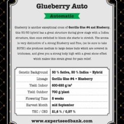 Expert Seeds BLUEBERRY GLUE Auto Feminized (Blueberry x Gorrila Glue #4)