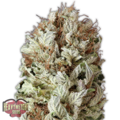 Extreme Impact Auto Femminizzata - Heavyweight Seeds