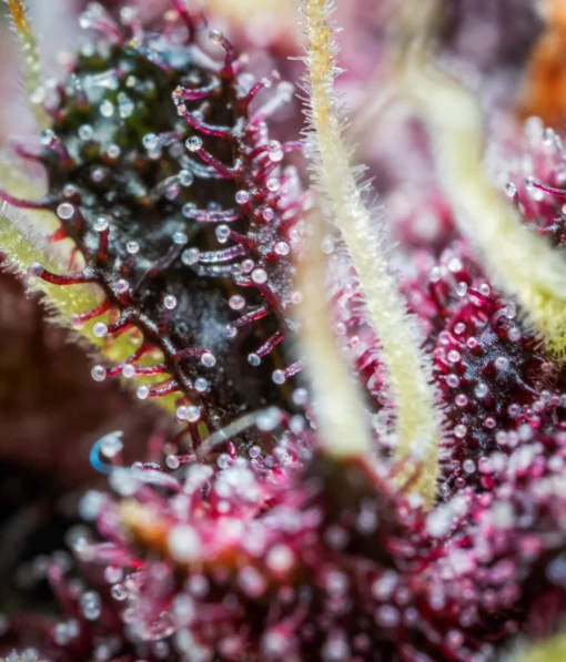 Purple Punch Auto - FastBuds