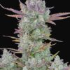 FastBuds Gorilla Cookies Autofiorente