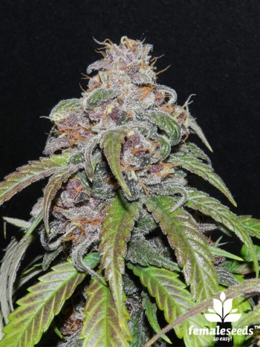 Female Seeds Red Purps Feminized (The Purps x Ice)