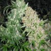 Female Seeds Skunk Special Feminized (Mexican x Columbian Sativa)