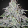 Franco's Lemon Cheese Femminizzata - Green House Seeds