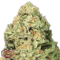 Fruit Punch Femminizzata - Heavyweight Seeds