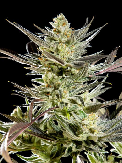 Fruity Jack - Philosopher Seeds