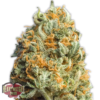 Fully Loaded Auto Femminizzata - Heavyweight Seeds