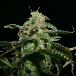 Blimburn Seeds GIRL SCOUT COOKIES Feminized - Semi Femminizzati