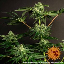 Barney’s Farm GLOOKIES Semi di Cannabis Femminizzati