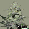 Bomb Seeds GORILLA BOMB Feminized - Semi Femminizzati