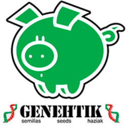 Genehtik Seeds AMNESIA BILBO Feminizzata