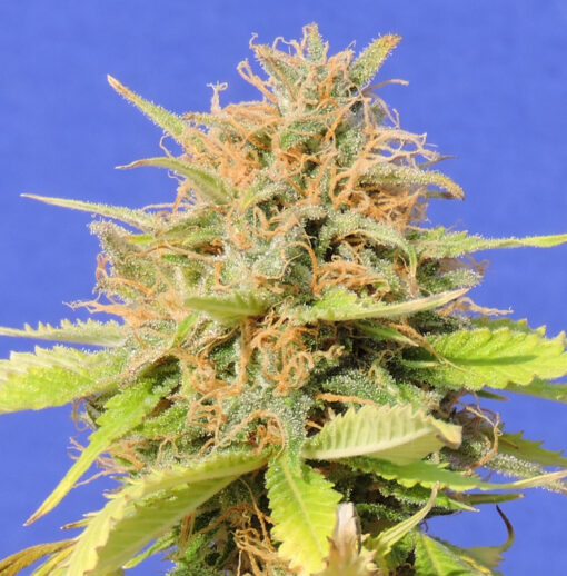 Girl Scout Cookies Auto - Original Sensible