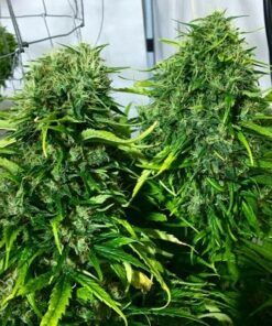 Ace Seeds Golden Tiger Breeders Pack Feminized - Semi Femminizzati