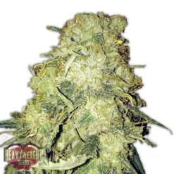 Goldmine Femminizzata - Heavyweight Seeds