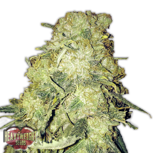 Goldmine Femminizzata - Heavyweight Seeds