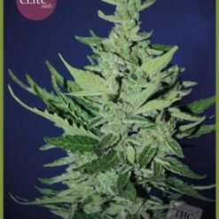 Goliat Autofiorente - Elite Seeds