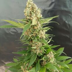 Expert Seeds Gorilla Ice Cream Feminized (Gorilla Glue #4 x Ice Cream)