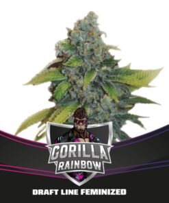Gorilla Rainbows - BSF Seeds