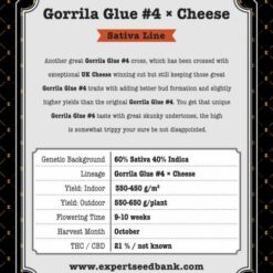Expert Seeds Gorilla Cheese Feminized (Cheese x Gorrila Glue #4)