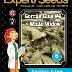 Expert Seeds Gorilla × White Widow Feminized (GG#4 x South American x South Indian Indica x White Fire Alien)