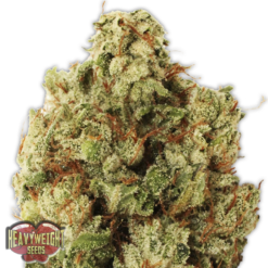 Green Ninja Femminizzata - Heavyweight Seeds