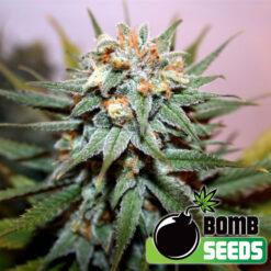 Bomb Seeds HASH BOMB Feminized - Semi Femminizzati