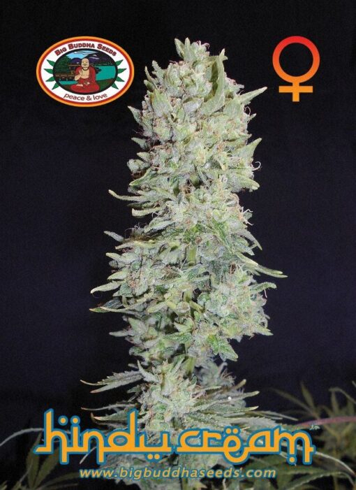 Big Buddha Seeds HINDU CREAM Feminized - Semi Femminizzati