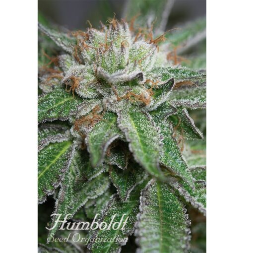 Humboldt Seed Organization Bubba Kush Femminizzata