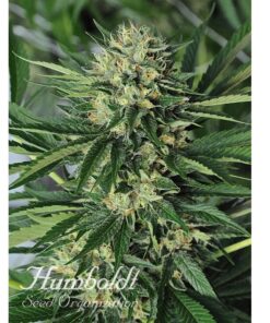 Humboldt Seed Organization Dr Greenthumb’s Em-Dog By B-Real of Cypress Hill