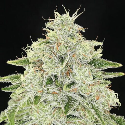 Haze Queen - Anesia Seeds