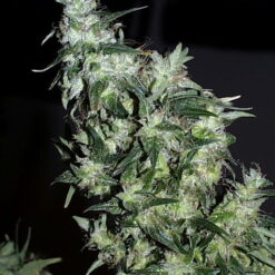 Haze Special - K.C. Brains Seeds