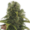 High Density Auto Femminizzata - Heavyweight Seeds