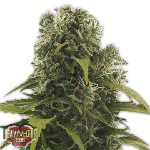 High Density Auto Femminizzata - Heavyweight Seeds