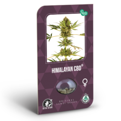 Himalayan CBD Semi Feminizzati