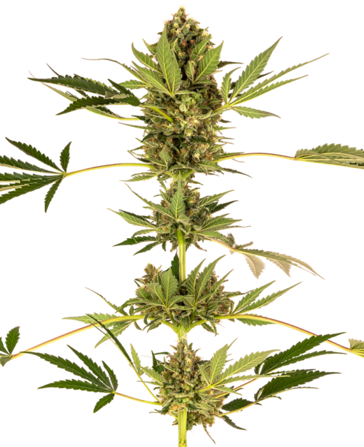 Himalayan CBD Semi Feminizzati