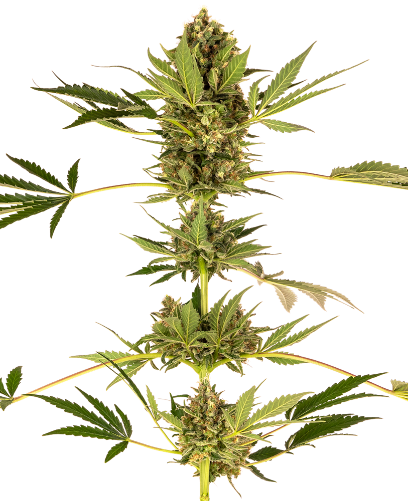 California Indica Semi di Cannabis Regolari – Sensi Seeds